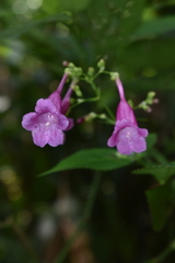 Strobilanthes hamiltoniana
