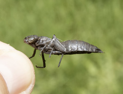 Rhionaeschna californica