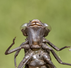 Rhionaeschna californica