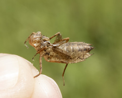 Pachydiplax longipennis