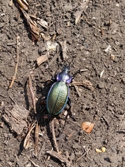 Carabus henningi