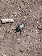 Carabus henningi