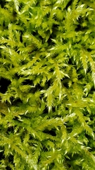 Brachythecium frigidum