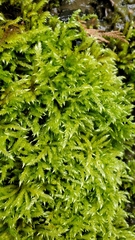 Brachythecium frigidum