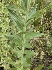 Lithospermum parviflorum