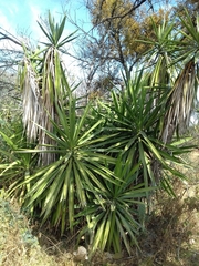 Yucca gigantea