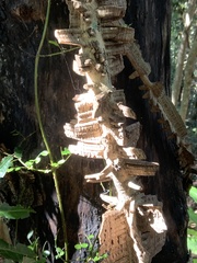 Mezoneuron brachycarpum