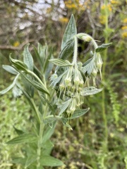 Lithospermum parviflorum