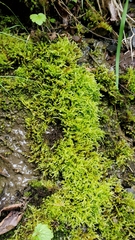 Brachythecium frigidum