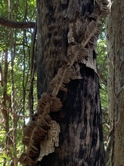 Mezoneuron brachycarpum