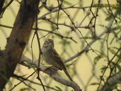 Spizella pallida