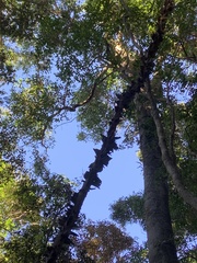 Mezoneuron brachycarpum