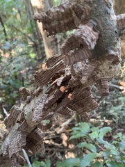 Mezoneuron brachycarpum