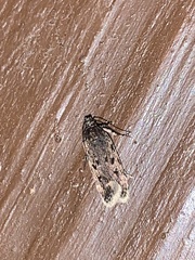 Martyringa latipennis