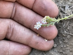 Plagiobothrys chorisianus hickmanii