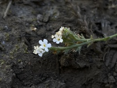 Plagiobothrys chorisianus hickmanii