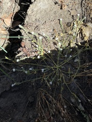 Plagiobothrys chorisianus hickmanii