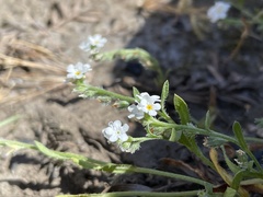 Plagiobothrys chorisianus hickmanii