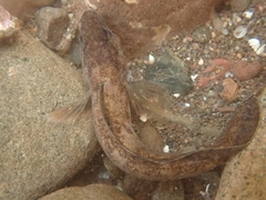 Ulvaria subbifurcata