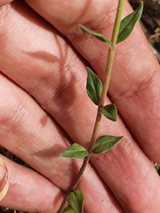 Micromeria graeca image