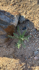 Emmenanthe penduliflora