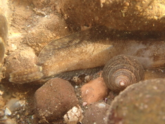 Ulvaria subbifurcata