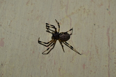 Nephilengys malabarensis