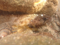 Ulvaria subbifurcata