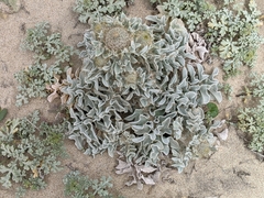 Cirsium rhothophilum