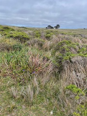 Carex gynodynama