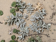 Cirsium rhothophilum