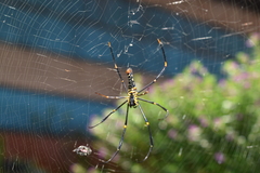 Nephila pilipes