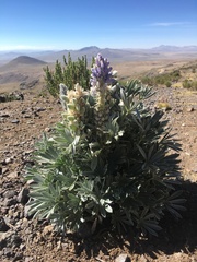Lupinus weberbaueri