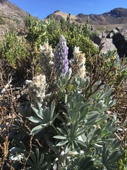 Lupinus weberbaueri