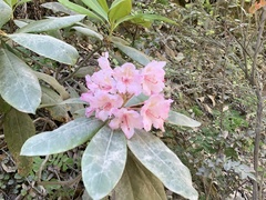 Rhododendron macrophyllum