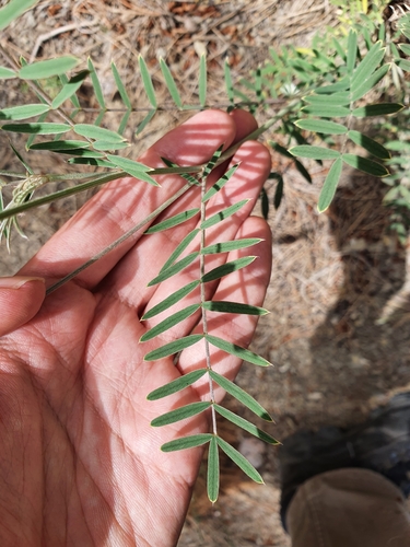 Onobrychis alba subsp. mairei image