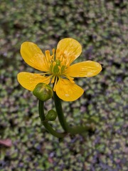 Ranunculus flabellaris