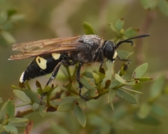 Sphecius spectabilis