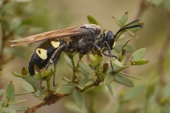 Sphecius spectabilis