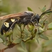 South American Cicada-killer Wasp - Photo (c) Damián Ganime, some rights reserved (CC BY-NC), uploaded by Damián Ganime