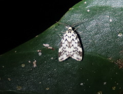 Goniosema anguliscripta