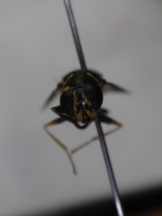 Temnostoma balyras