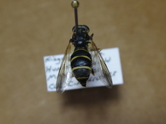 Temnostoma balyras