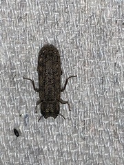 Lichenophanes bicornis