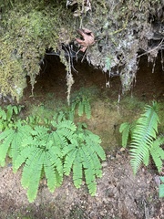 Claopodium whippleanum