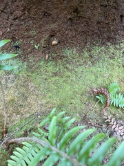 Claopodium whippleanum