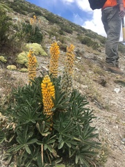 Lupinus cuzcensis