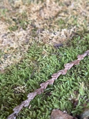 Claopodium whippleanum