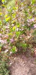 Muehlenbeckia rhyticarya