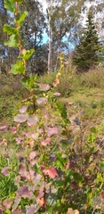 Muehlenbeckia rhyticarya